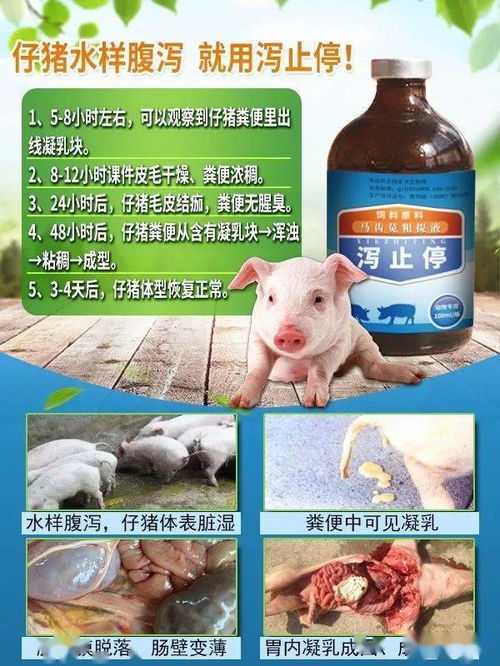 斷奶仔豬拉稀怎么治療