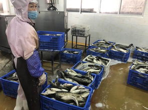 多圖多視頻全方位了解這條全國(guó) 最靚仔 的魚 看看從塘頭到餐桌,加工廠都對(duì)它做了什么