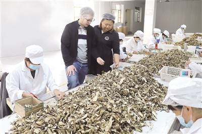 扎蘭屯市 擦亮品牌做大產(chǎn)業(yè) 賦能野生菌出口