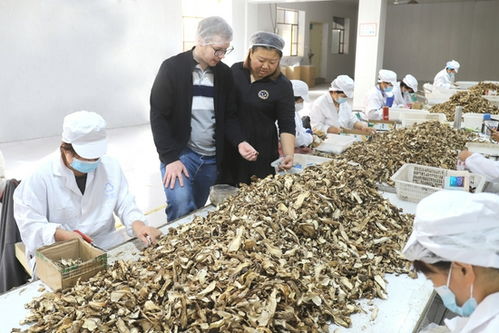 內蒙古 首批野生食用菌 打開 歐洲市場