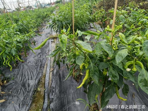 養(yǎng)殖場畜禽糞便臭氣及蚊蠅的解決方法 糞水發(fā)酵的工藝