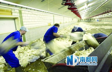 英記者揭雞肉污染黑幕