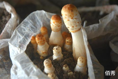曾是北方野生蘑菇,今人工種植潛力大,因形似雞腿而出名